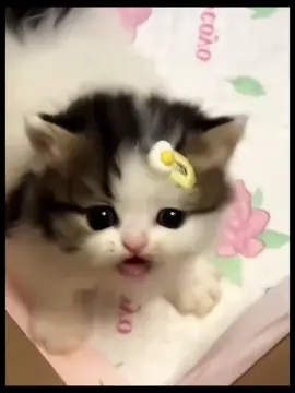 Of course, a cute kitten should be shared with the cutest person.