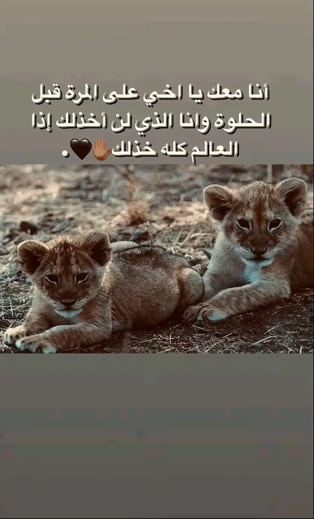 #متابعه #لايكات #اكسبلورexplore #مشاهير_تيك_توك #مشاهدات @أرڜــد †¦﮼ 🕊️