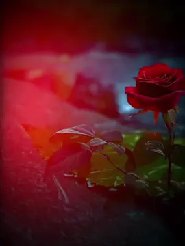 #viral #foryou #foryoupage❤️❤️ #foryou 