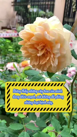 đừng thấy những cây hoa của mình đang khỏe mạnh, mà không để phòng những loại bệnh này.#chamsoccay #phuchoicay #caitaodat #trongcaytainha #trongcaysieude 