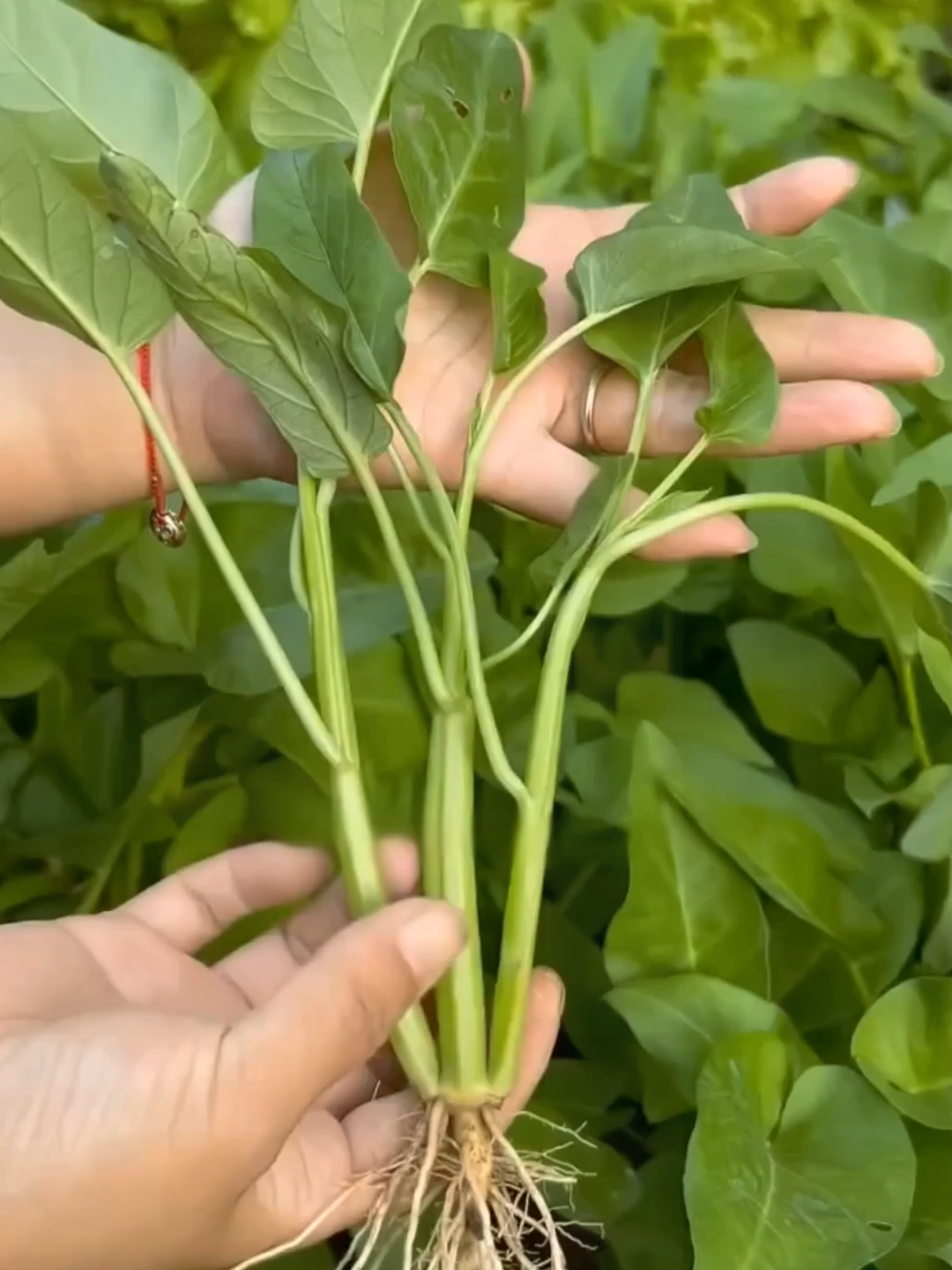 Kangkung tiga cabang, rangup manis rasanya. Kau pun tanam sikit, rasa sendiri! #kangkungtiga #tanamsayur #kangkung #tanamdirumah
