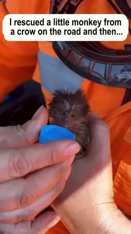 I rescued a little monkey from a crow on the road and then…… #rescue #rescueanimals #animals #animalsoftiktok #fyp 