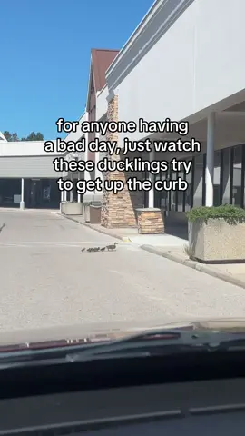 this was the cutest thing ever omg #animals #animalsoftiktok #Summer #nature #cute 