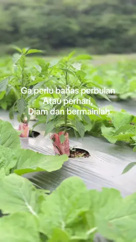 Siapa tau ada yang mau pinjam penahan cabai agar tidak terkena panas nya plastik mulsa  🥵💪🏻#petanicabai #petanigenz #petanisawi #fyp 