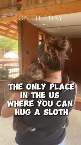 @Oak Meadow Ranch  This was an amazing experience! One that I need to do again soon! There are other places that allow interactions with Sloths, but very few that will actually allow you to hold them, but yes I have heard of others since posting this last year. 🥰 #sloth #dallastexas #okie #animaladventures #FamilyFun 