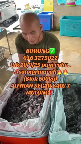 Sotong🤭 #ali#ikan#Segar 