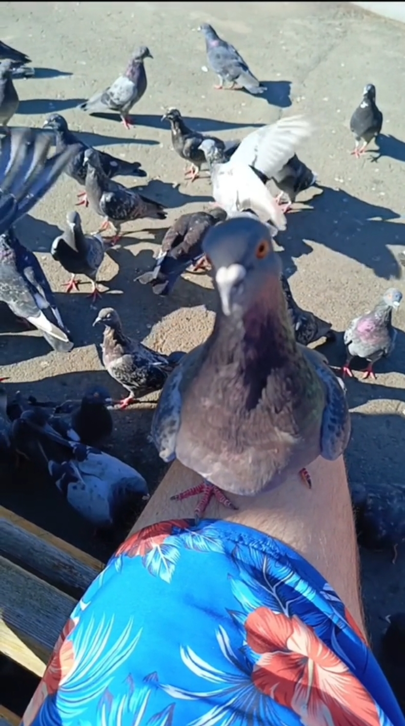 #angrykfc #pigeon #kfc #fyp #angrybirds #100k #funnyvideo #food #muckbang #vladivostok #кфс #злойголубь #босскфс #еда #голубь #докс #опездол #владивосток
