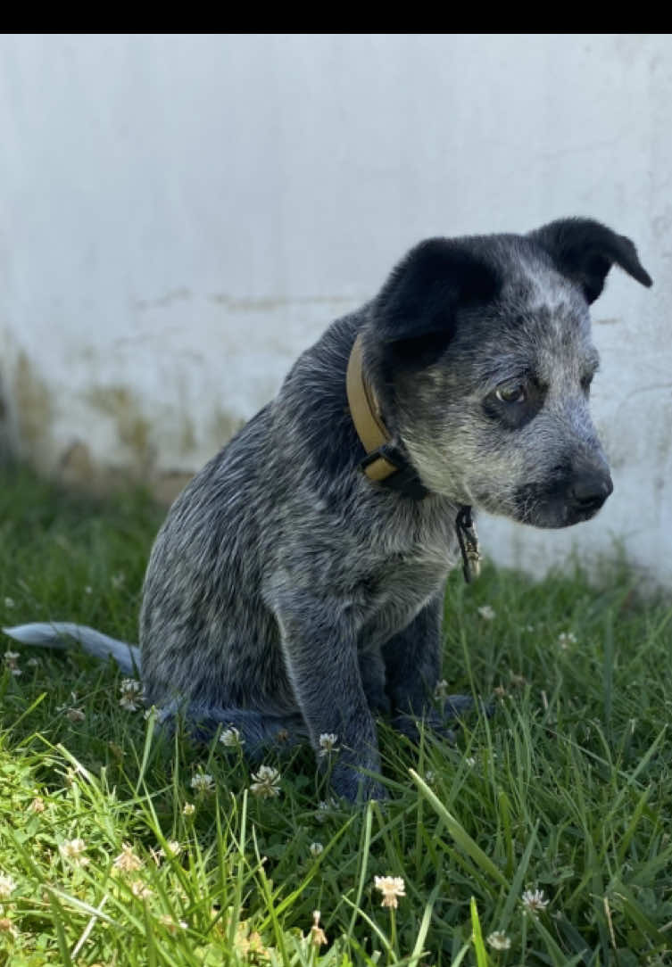 Puppy thoughts  #fyp #dog #dogsoftiktok #ai #haveagoodday 