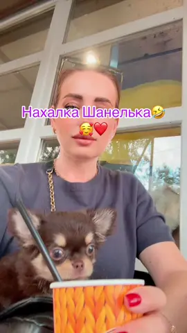 #питомникчихуахуа #рекомендации❤️❤️❤️ #миничихуахуа🐕 #chihuahua 