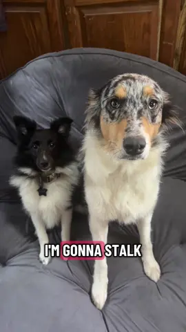 We gotta help eachother outtt #fyp #viral #dogsoftikotk #sheltie #collie 