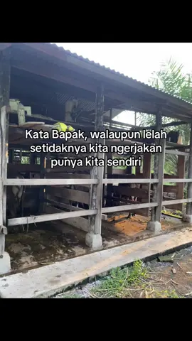 #aysfarm #peternakmuda #sapibalisuper #sobatngaretnusantara #bakulsapi 