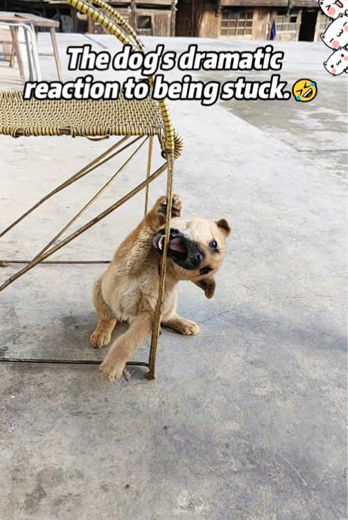 The dog's dramatic reaction to being stuck.🤣#dog #doglove #pet  