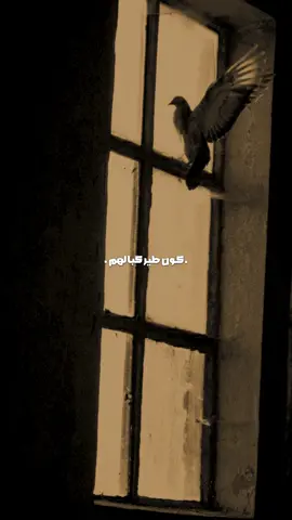 كون طير💔.. #سيد_فاقد_الموسوي 