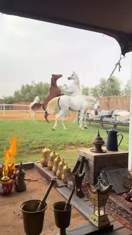 #السعودية🇸🇦 