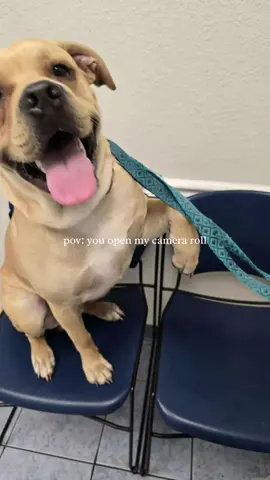 Oh the many faces of Zeke boy. Cayannes spirit definitely lives in him #dogsoftiktok #bullador #happiness #trending #CapCut 