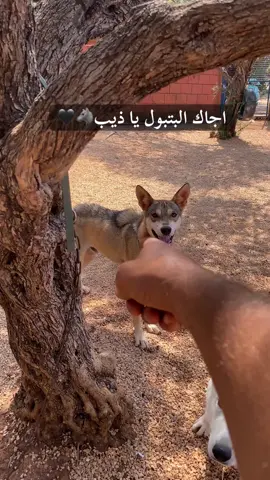 الذئب  رافض كاي من القطيع و البتبول بيفزعله . . . . . . #wolf #wolfdog #wolflover #viraldog #explore 
