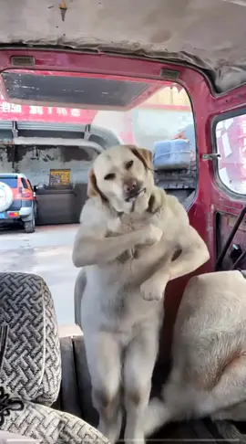 Động vật nhảy đáng yêu #xuhuong #dog #pet #animals #petcute 