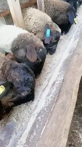 #sheep #trend #trendingvideo #trendingnow #livestockfarming 