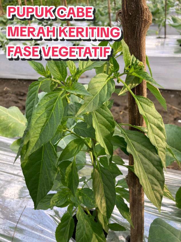 Membalas @xxxpek Pupuk Cabe Merah Keriting Fase Vegetatif ini Boloo.. #pupukcabai #pupukcabaiagarlebat #pupukpelebatbuah #pupukorganik #cabemerah 