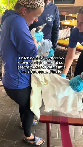 Replying to @Bragbarf for the third time this summer, we’ve had to call our friends at CWORI to come help catch an injured bird at Bolongo. Their team told me last night that the the little guy is comfy and will be doing X-rays today. He has a badly injured leg and the prognosis is usually tough with those injuries. Like always, they’re going to give it their best shot - which is the best chance at survival this little buddy has! If you want to support efforts like this in St. Thomas, consider donating to cwori.org! #animalrescue #birdsoftiktok #bolongobay #coralworld 