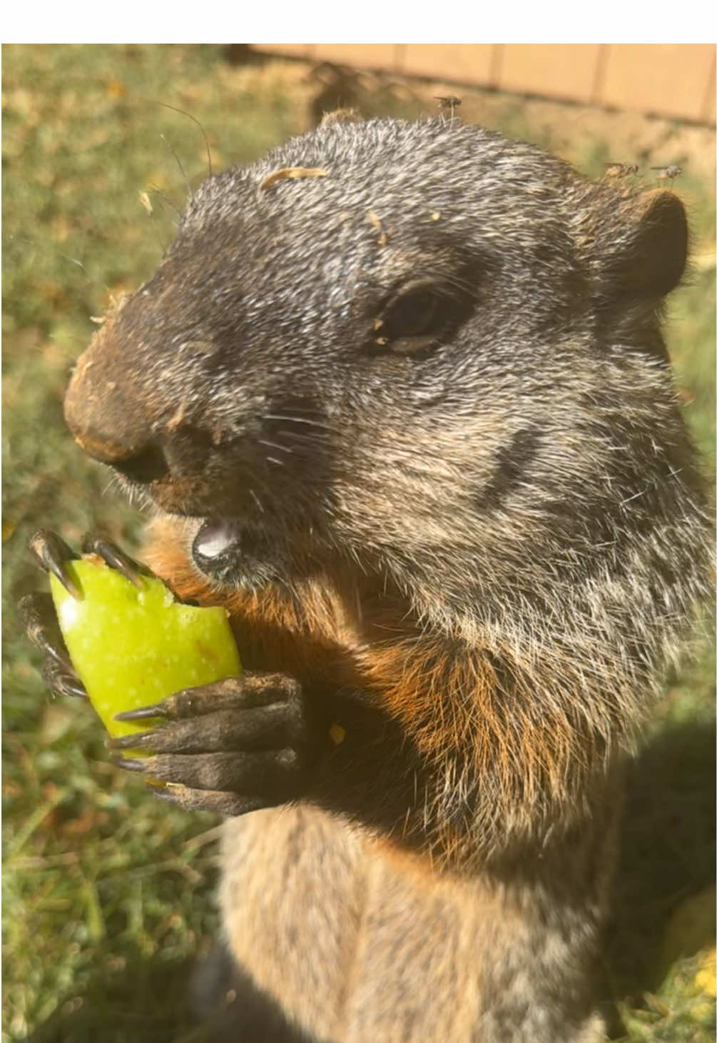He choked on a little piece of the apple there for a quick second 🥺😂 #wildlife #groundhog #PetsOfTikTok #fypシ゚viral 