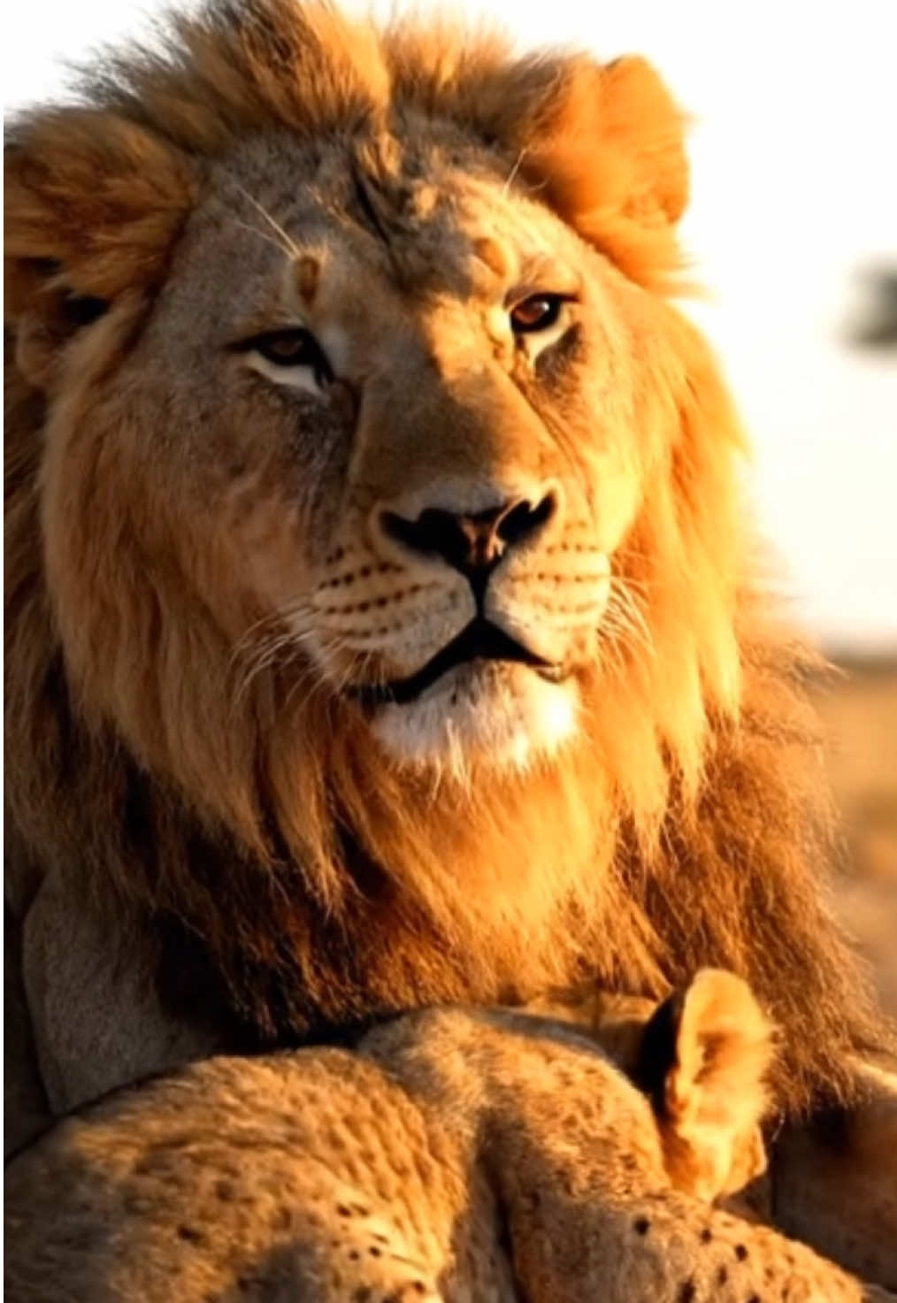 Mufasa and Simba 🦁 #thelionking #lion #fyp #edit #animals 