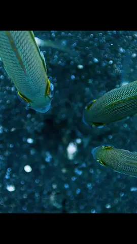 #amazinganimals #marinelife #nature #wildlifevideo #foryourpagе 