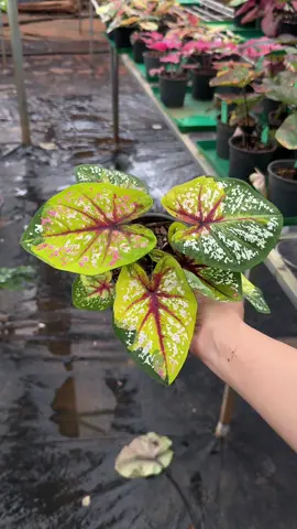 Phumarin #caladiumlovers #caladiumplants #caladium #thichtrongcay 
