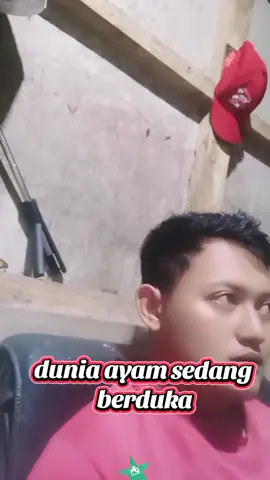 di daerah kalian harga daging ayam berapa gess?? #pedagang #pedagangayam  #dagingayammahal 