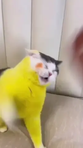 BANTU FOLLOW YA KAKA  #kucingtiktok  #kucing  #kucinglucu  #lucu  #cat 