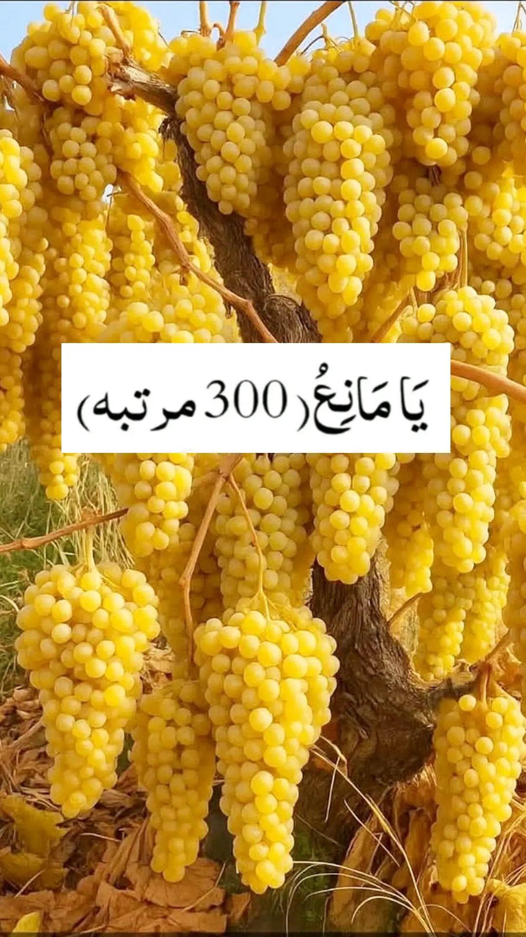 خدا اور اس کے فرشتے آپ ﷺ پر درود بھیجتے ہیں۔ اے 💯! ايمان والو 🖤.!! تم بھی ان  ﷺ پر درود و سلام بھیجو۔👇 اللَّهُمَّ صَلَّ عَلَى مُحَمَّدٍ وَ عَلَى آلِ مُحَمَّدٍ كَمَا صَلَّيْتَ عَلَى إِبْرَاهِيمَ وَعَلَى آلِ إِبْرَاهِيمَ إِنَّكَ حَمِيدٌ مَجِيدٌ .❤️ اللَّهُمَّ بَارِكْ عَلَى مُحَمَّدٍ وَ عَلَى آلِ مُحَمَّدٍ كَمَا بَارَكْتَ عَلَى إِبْرَاهِيمَ وَعَلَى آلِ إِبْرَاهِيمَ إِنَّكَ حَمِيدٌ  مَجِيدٌ ❤️ TIKTOK I'D👇👇👇👇 amirkhan..719   Islamic videos  #islamabadbeautyofpakistan #Islamabad #islamicrepublicofpakistan #Pakistan #beautifuldestinations 
