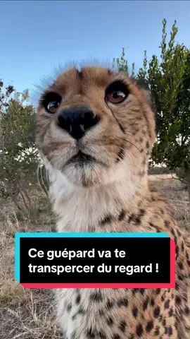 Je te laisse apprécier ce guépard face à la caméra… on dirait qu’il est prêt à rentrer dedans ! 🐆🎥 ⚠️ Bonne nouvelle : la semaine prochaine, nous allons rendre visite à trois nouvelles réserves partenaires en Afrique du Sud, quels animaux aimerais-tu voir ?🇿🇦 #pourtoi #cheetah 