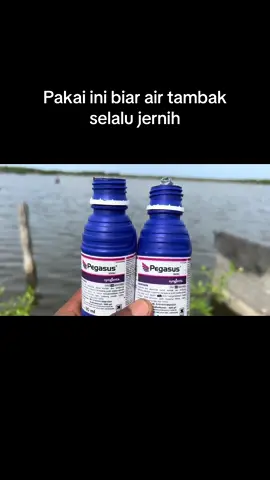 Tip biar air tambak selalu jernih agar ikan bandeng cepat pertumbuhannya#pakanbandeng #ikanbandeng #tambakbandeng 