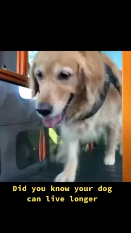 Like happy Gilmore.. it’s all in the hips #hips #seniordog #mobiledoggym #dogs