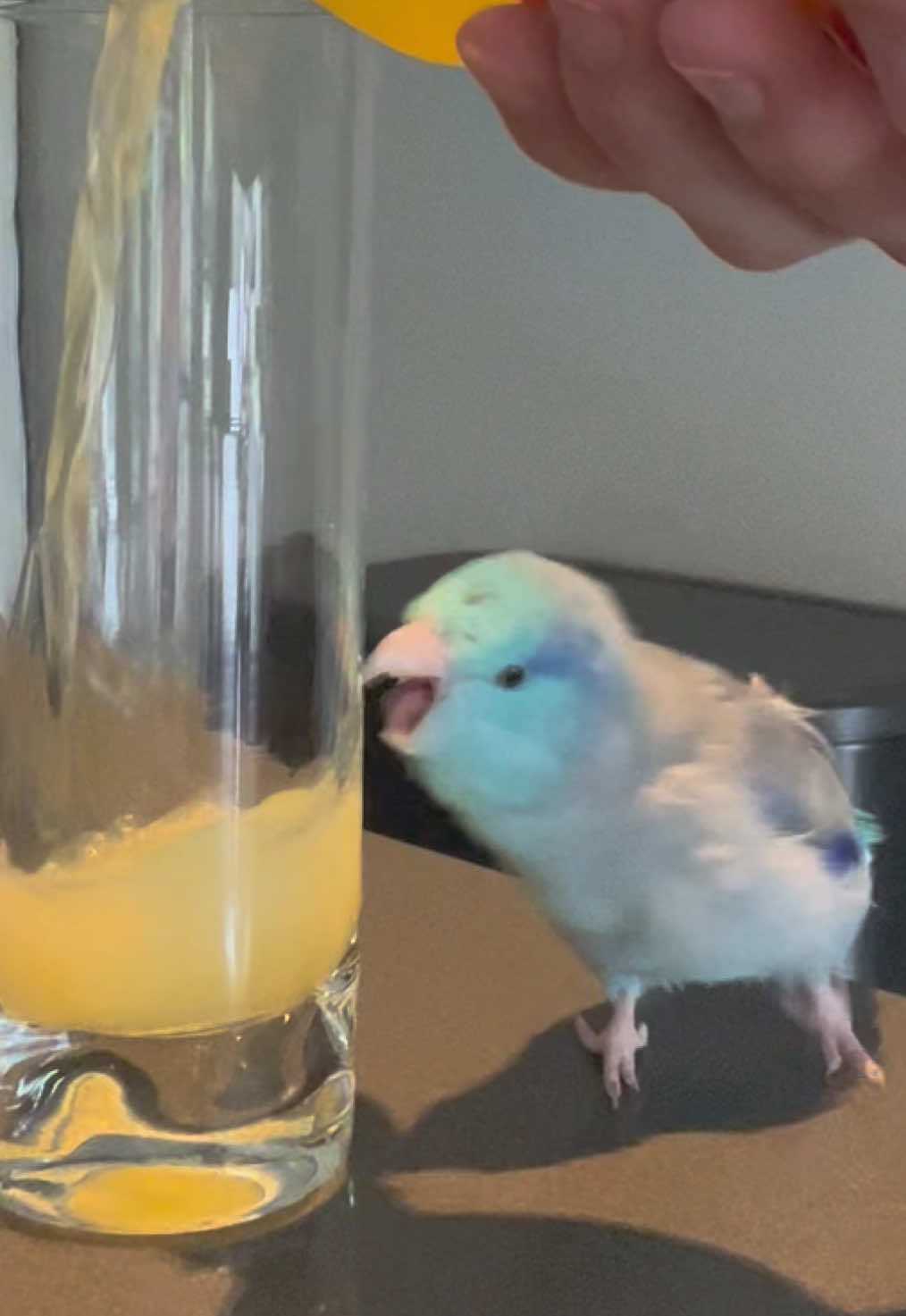 He’s a little slow but that’s okay bc he’s cute #parrot #parrotlet #birdsoftiktok #fyp #pets 
