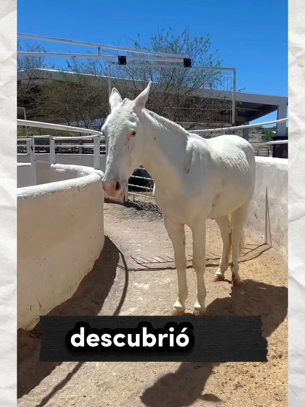 Así es como este caballo engaña al entrenador 😱🔥 #caballo #entrenamiento #viral #fpyシ 