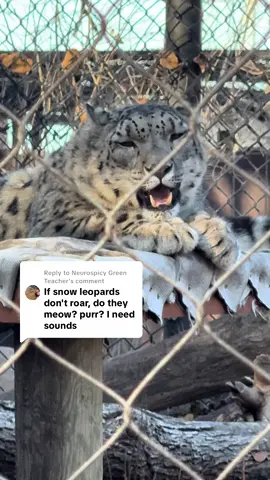 Replying to @Neurospicy Green Teacher like this! #greatplainszoo #siouxfalls #snowleopard 