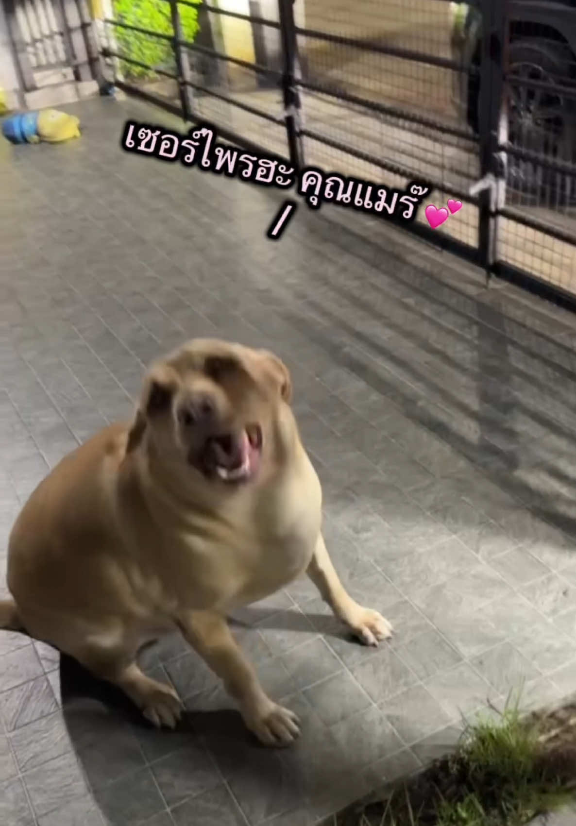 เซอร์ไรฮะ คุณแมร๊ 🤨 #บับเบิ้ลแบบเบิ้ลเบิ้ล #ลาบาดอร์รีทรีฟเวอร์ #labradorretriever #สัตว์เลี้ยงtiktok 