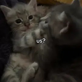 You&me❤️‍🩹 #catsoftiktok #lovecat #loveyou #catlove #foryou 