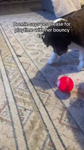 Keep your dog happy and busy! #dogtoy #dogs #animals #playtime #fyp #PetsofDyson 