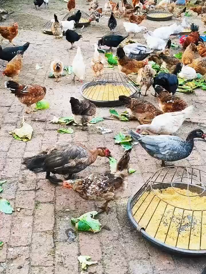 new one#hen #eatingbirdfood #chicken #birds #usa