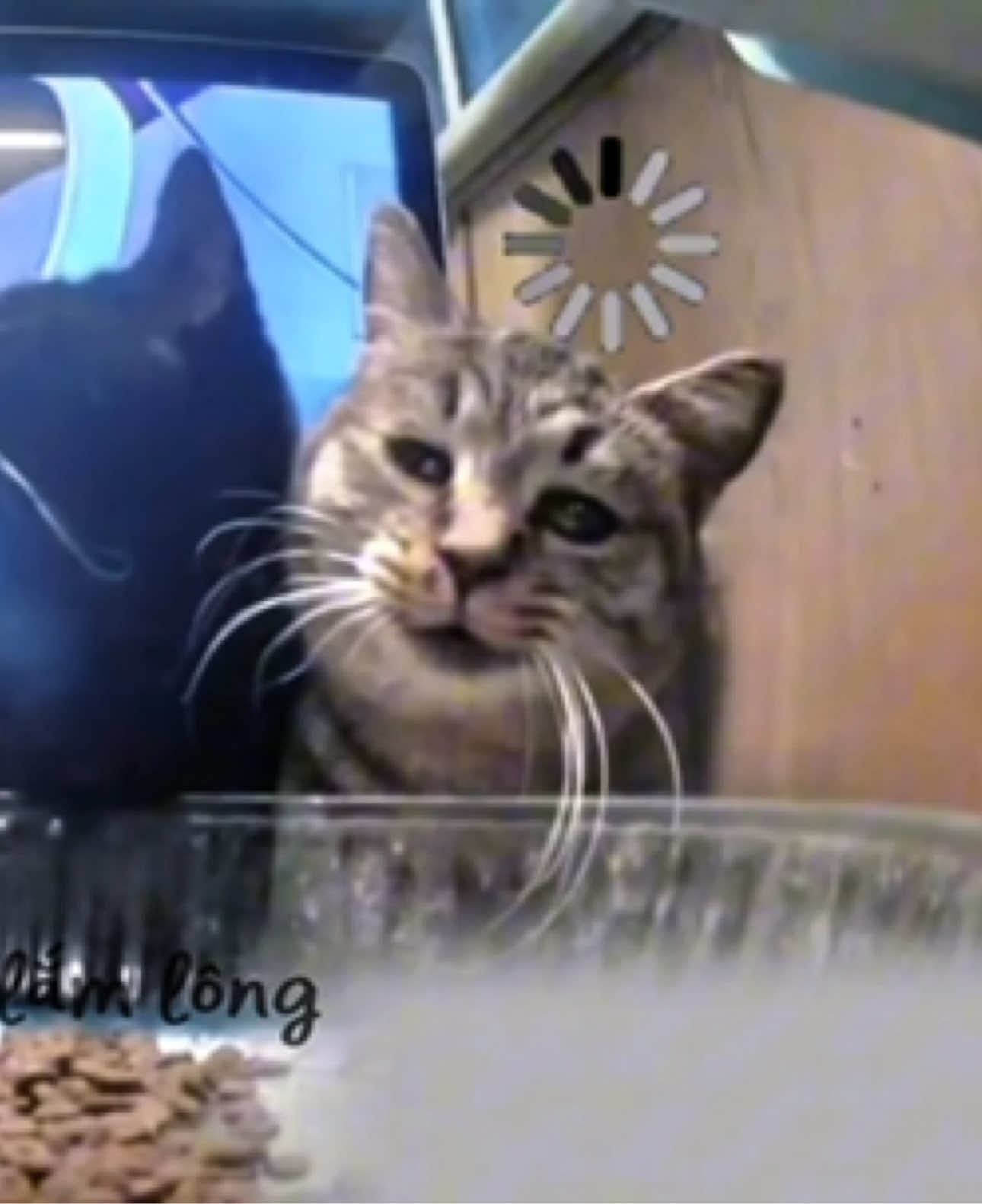 Thân đây hồn bển #viral #pet #cat #mèo 
