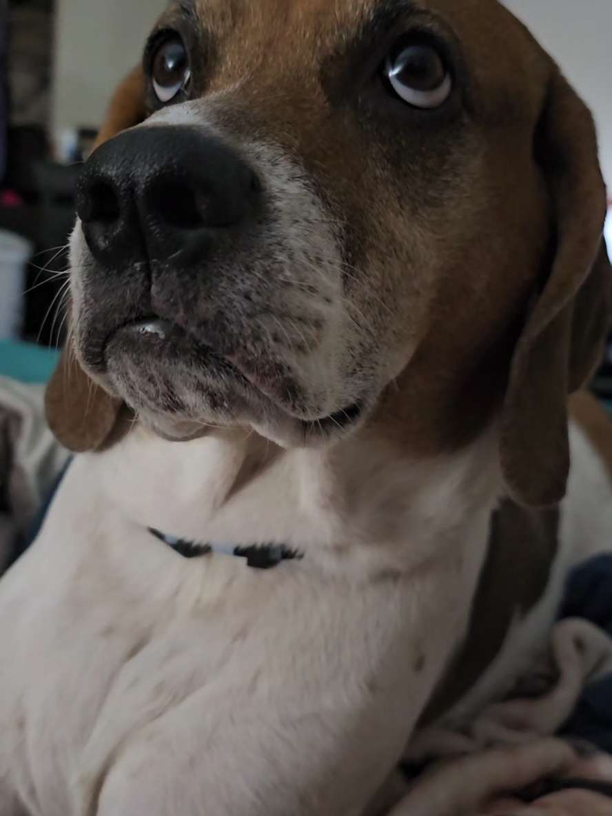 Singing to Bucky again. He's very much over it. #dogownerproblems  #dogsoftiktok