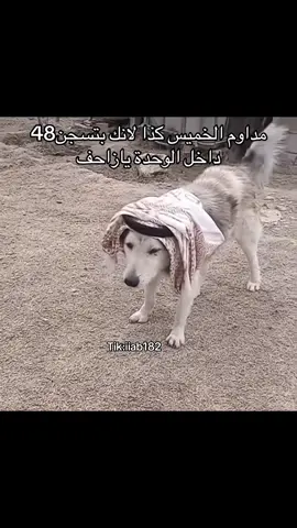 خل اللكاعة تنفعك الحين 😂 #عسكري 