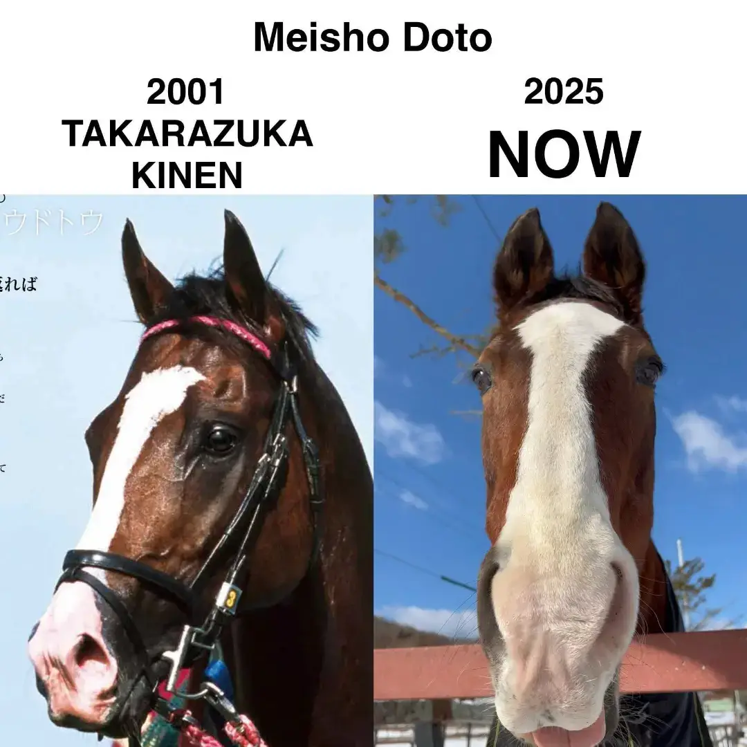 Meisho Doto then and now | Credit: X @TomatoLover16 #umamusume #horseracing #umamusumeprettyderby #horseracing 