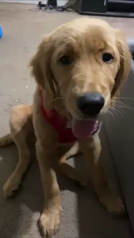 My sweet puppy girl #goldenretriever #goldenretrieverlife #dogmom #dog #dogsoftiktok 