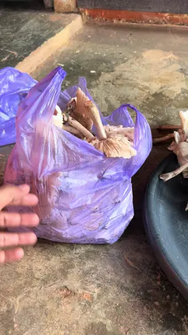 waktunya bersihkan jamur trucuk