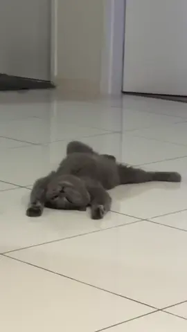 bisa gitu ya mengg😭😭 #kucingcore #kucinglucu #core #catlovers #ngakak 