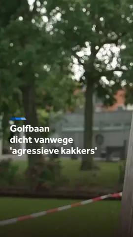 Greenkeepers in Noordwijkerhout ervaren zoveel agressiviteit, dat de directeur de baan voor drie dagen sluit. Het is voor het eerst in Nederland dat een golfvereniging dat doet. Als donderdag de baan weer opengaat volgen er sancties bij agressief gedrag. #golf #golfbaan #Noordwijkerhout #sport #agressie #Nieuwsuur #nieuws #fyp #foryou
