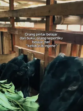 #CapCut #kambing #peternakmuda #fyp #fypvidioviraltiktok_fyp_foryou 